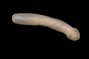 Researchers Discover Ghastly Sea Dong, Name It The 'Peanut Worm'