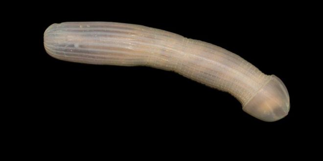 Researchers Discover Ghastly Sea Dong, Name It The 'Peanut Worm'