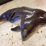 Researchers discover a two-headed porpoise (Photo)
