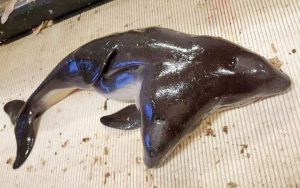 Researchers discover a two-headed porpoise (Photo)
