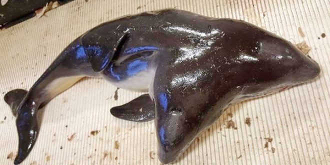 Researchers discover a two-headed porpoise (Photo)