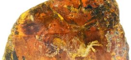 Researchers find bird remains fossilized in 99-million-year-old amber