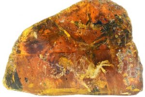 Researchers find bird remains fossilized in 99-million-year-old amber
