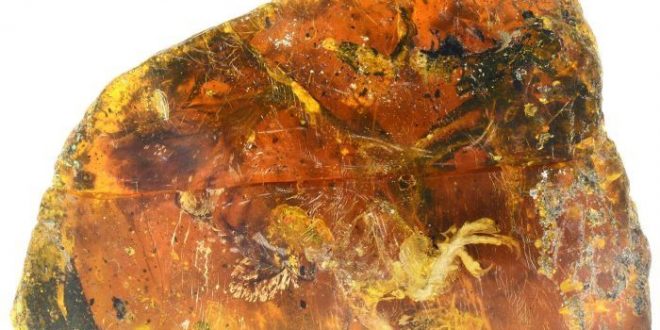 Researchers find bird remains fossilized in 99-million-year-old amber