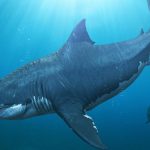 Scientists identify extinction event among marine megafauna