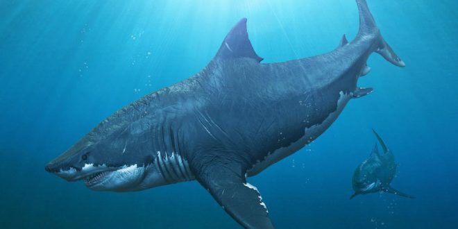 Scientists identify extinction event among marine megafauna