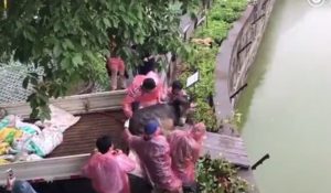 Shocking Video: Live donkey thrown to feed tigers in Chinese zoo