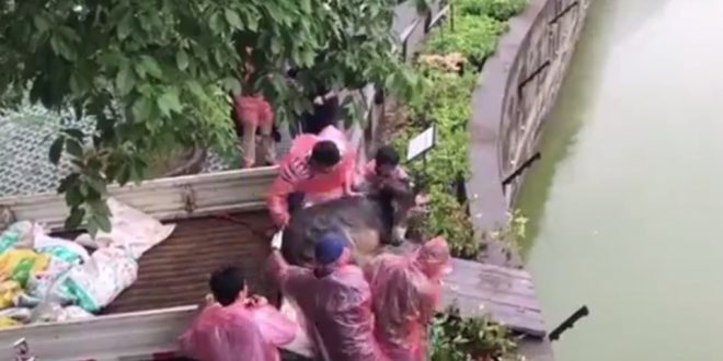 Shocking Video- Live donkey thrown to feed tigers in Chinese zoo