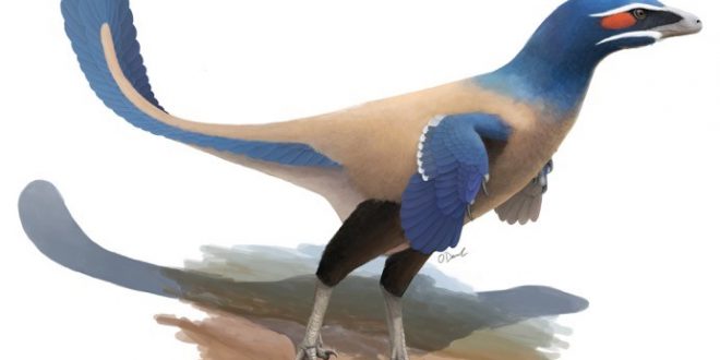 Albertavenator curriei: New species of bird-like dinosaur discovered