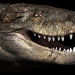 An Enormous crocodile was 24 feet long with teeth as sharp as a T-Rex's