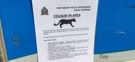 Cougar attacks dog in Port Moody: Police