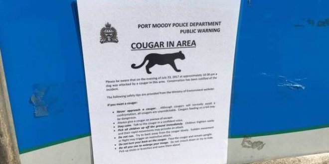 Cougar attacks dog in Port Moody: Police