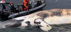 Joe Howlett: Canadian Fisherman Killed by Whale He Rescued