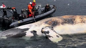 Joe Howlett: Canadian Fisherman Killed by Whale He Rescued