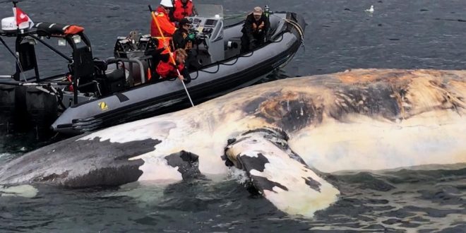 Joe Howlett Canadian Fisherman Killed by Whale He Rescued