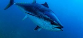 Climate Change Could Cause Fish to Shrink in Size, Study