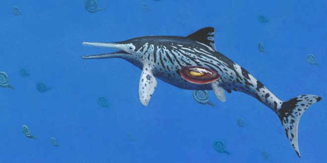 Largest Ichthyosaurus was pregnant at time of death, says new research