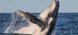 Researchers claim whales were once top tier predators