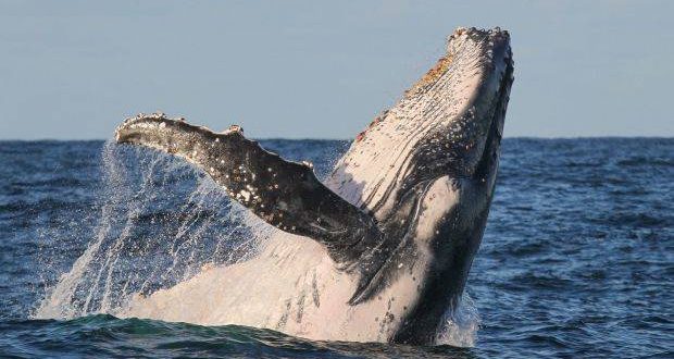 Researchers claim whales were once top tier predators