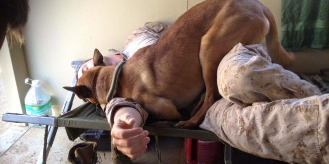 Attention pet lovers! Don't let your dog sleep with you in bed