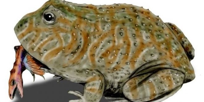 Beelzebufo: Giant frogs capable of eating dinosaurs