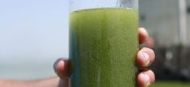 Blue-green Algae (Cyanobacteria) bloom advisory issued for Lac Bellevue