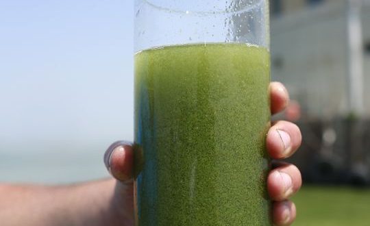 Blue-green Algae (Cyanobacteria) bloom advisory issued for Lac Bellevue