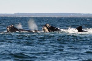 DFO: Another Right whale found dead in Gulf of St. Lawrence