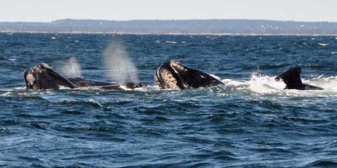 DFO Another Right whale found dead in Gulf of St. Lawrence
