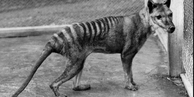 Drought killed off Tasmanian tiger, says new research