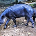 Endangered Species: Nicaragua fights to save tapirs