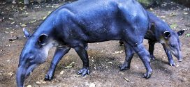 Endangered Species: Nicaragua fights to save tapirs