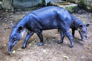 Endangered Species: Nicaragua fights to save tapirs