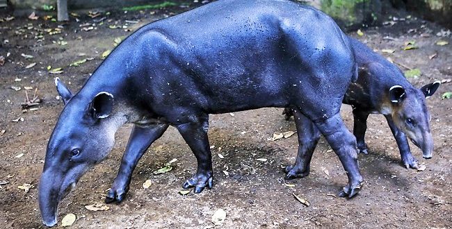 Endangered Species: Nicaragua fights to save tapirs