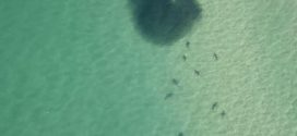 Hundreds of sharks spotted off NSW north coast (Video)