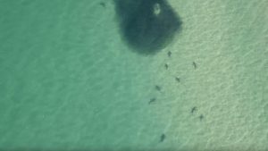 Hundreds of sharks spotted off NSW north coast (Video)