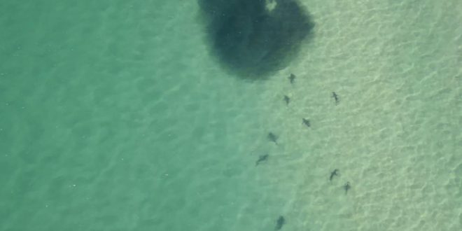 Hundreds of sharks spotted off NSW north coast (Video)