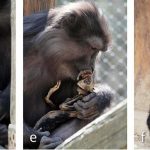 In Photo: Cannibal macaque mother pictured eating her own mummified baby