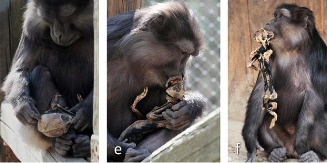 In Photo: Cannibal macaque mother pictured eating her own mummified baby