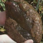 Mysterious, Brain-Like Blob Found in A Canadian Lagoon (Video)