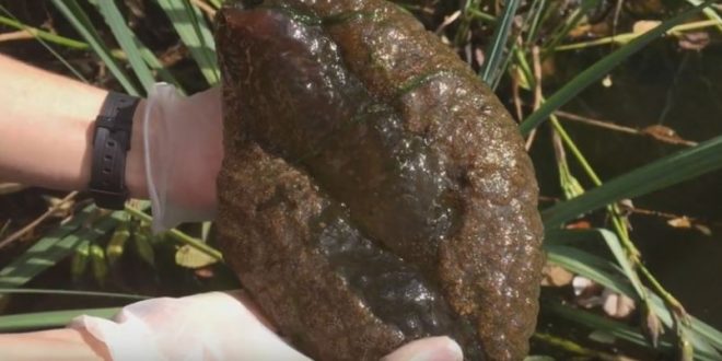 Mysterious, Brain-Like Blob Found in A Canadian Lagoon (Video)