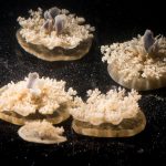 Researchers Discover Jellyfish Sleep Even Though They Don't Have Brains