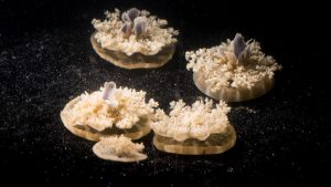 Researchers Discover Jellyfish Sleep Even Though They Don't Have Brains