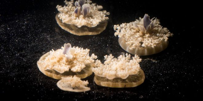 Researchers Discover Jellyfish Sleep Even Though They Don’t Have Brains (Video)