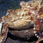 Researchers Find Underwater City Built by Octopuses