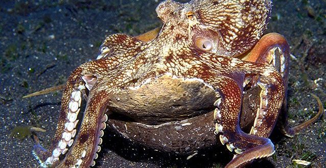 Researchers Find Underwater City Built by Octopuses