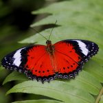 Researchers decode butterfly pattern secret