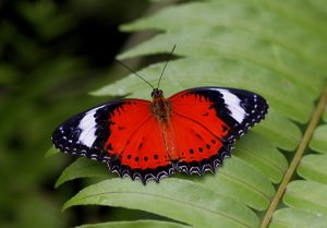 Researchers decode butterfly pattern secret