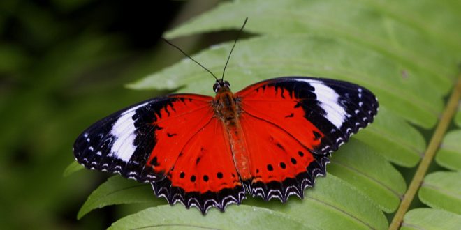 Researchers decode butterfly pattern secret