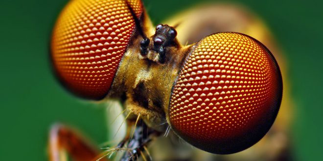 Scientists Draw Inspiration from Insect Eyes to Create New Solar Cell